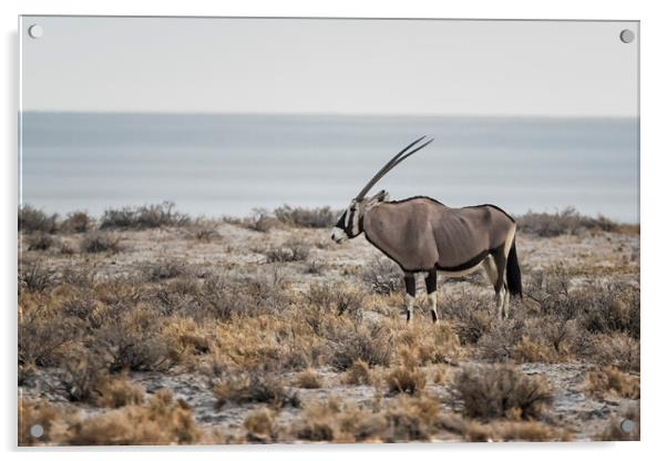 Oryx with Etosha Pan in the Background Acrylic by Belinda Greb