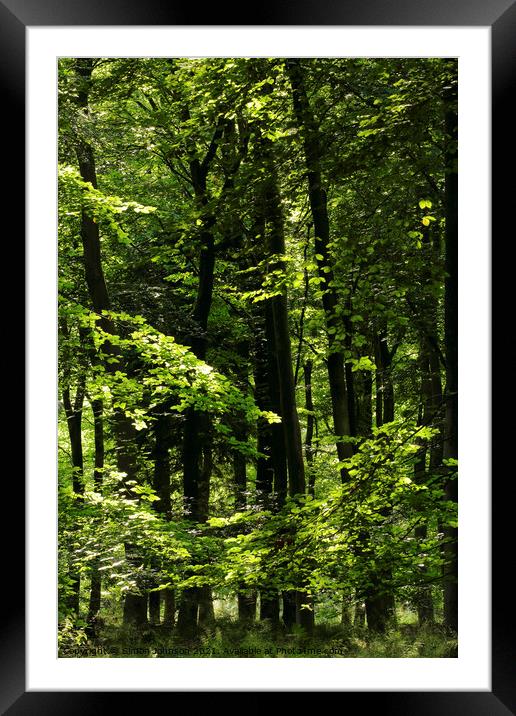 sunlit beech woodland  Framed Mounted Print by Simon Johnson