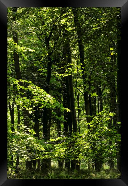 sunlit beech woodland  Framed Print by Simon Johnson