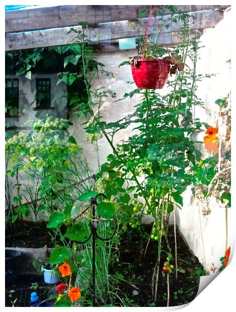 Hanging plants Print by Stephanie Moore