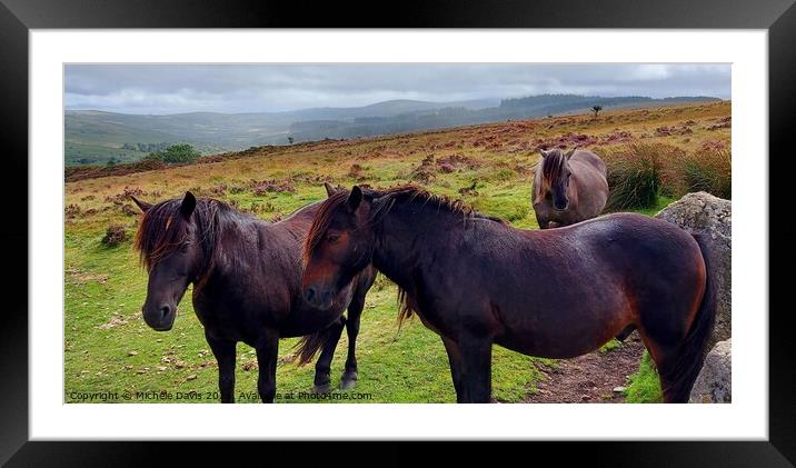 Dartmoor Ponies Framed Mounted Print by Michele Davis
