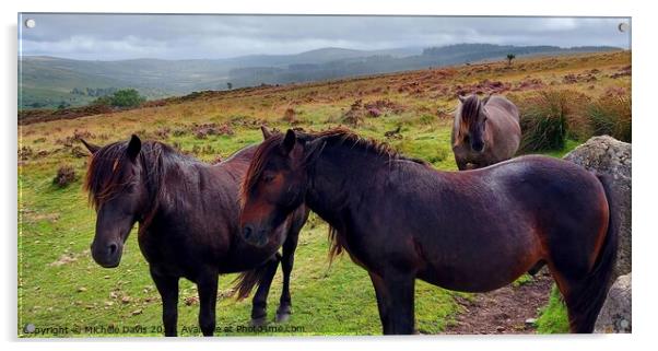 Dartmoor Ponies Acrylic by Michele Davis