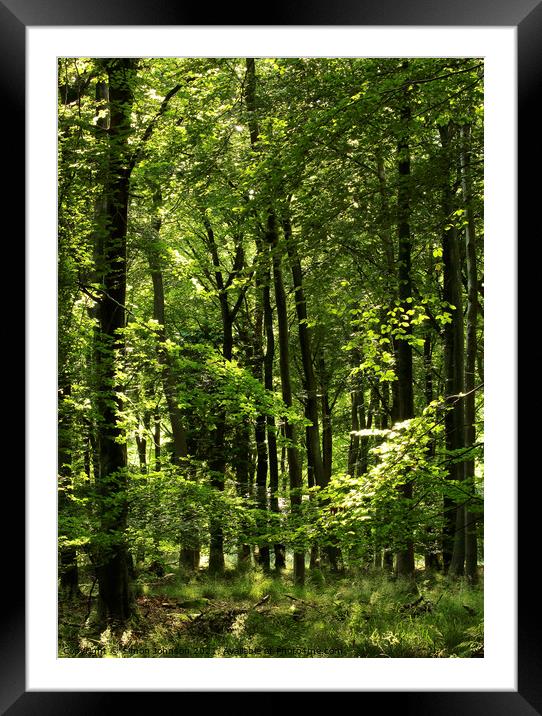 sunlit beech woodland Framed Mounted Print by Simon Johnson