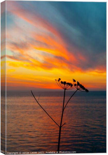 Flora Sunset Silhouette Canvas Print by James Lavott