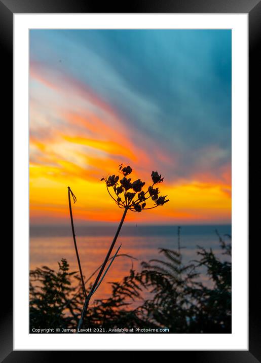Sunset Through The Ferns Framed Mounted Print by James Lavott