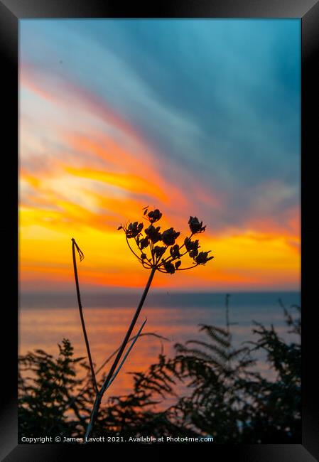 Sunset Through The Ferns Framed Print by James Lavott