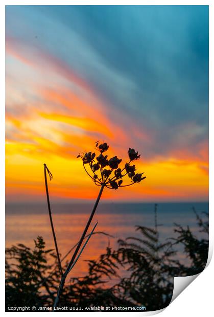 Sunset Through The Ferns Print by James Lavott