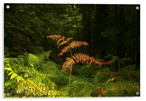 sunlit autumn fern  Acrylic by Simon Johnson