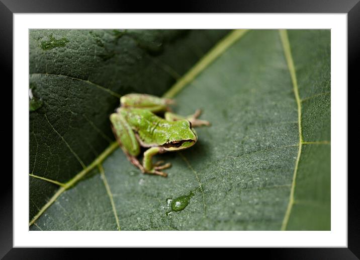 Close up of frog eye on native fig tree leaf Framed Mounted Print by Thomas Baker
