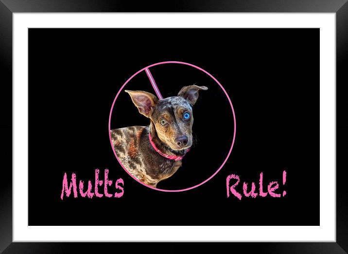 Mutts Rule! Framed Mounted Print by Alison Chambers