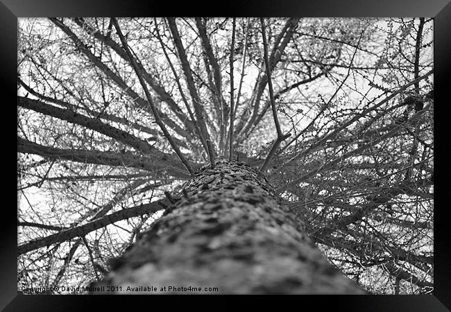 Tree From Below Framed Print by David Murrell