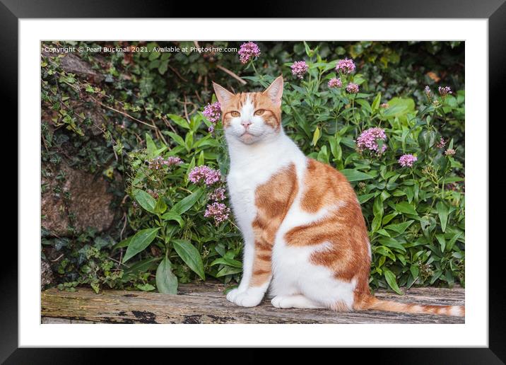 Ginger Tabby Cat in a Garden Framed Mounted Print by Pearl Bucknall