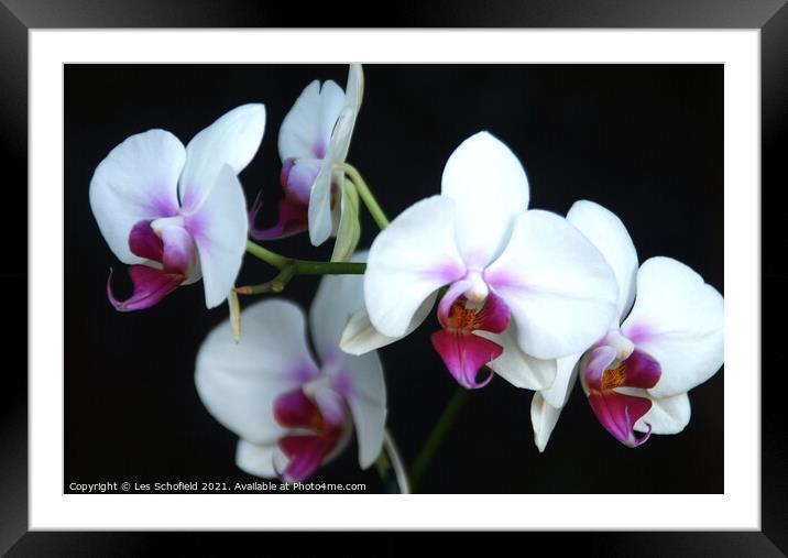 Graceful Beauty Framed Mounted Print by Les Schofield