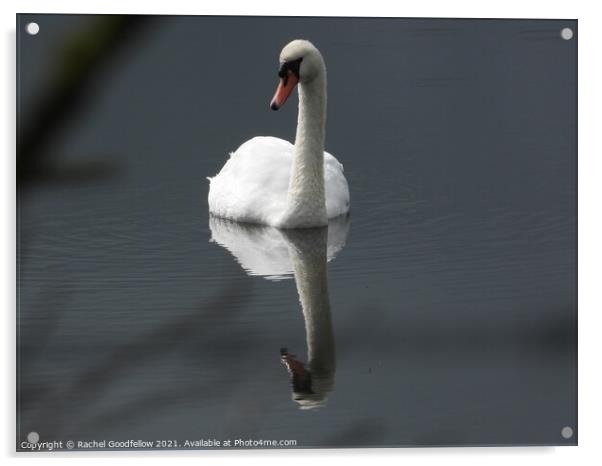 Swan Acrylic by Rachel Goodfellow