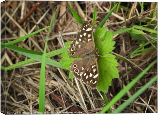 Speckled Wood Canvas Print by Rachel Goodfellow