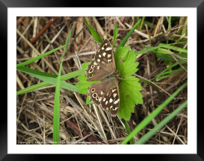 Speckled Wood Framed Mounted Print by Rachel Goodfellow