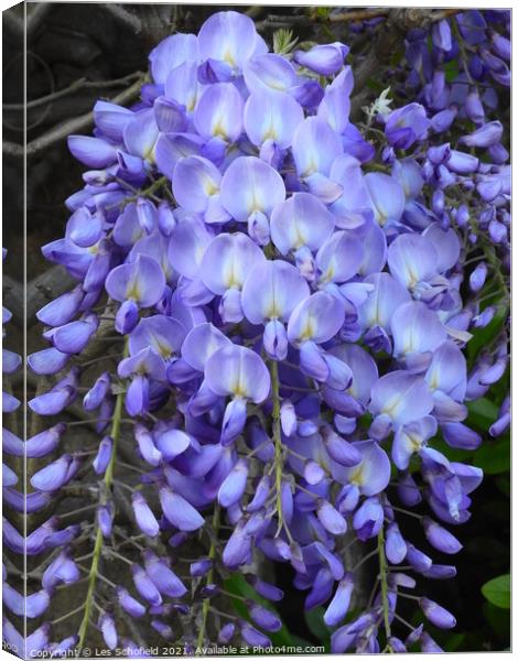Wisteria Bloom A Fragrant Symphony Canvas Print by Les Schofield