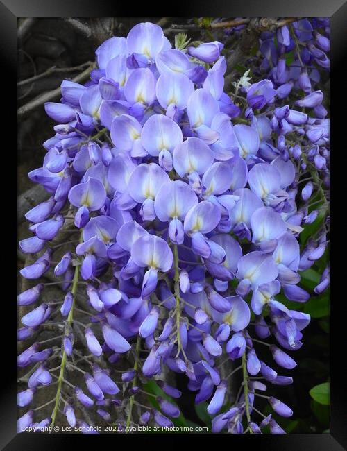 Wisteria Bloom A Fragrant Symphony Framed Print by Les Schofield