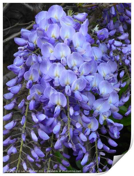 Wisteria Bloom A Fragrant Symphony Print by Les Schofield