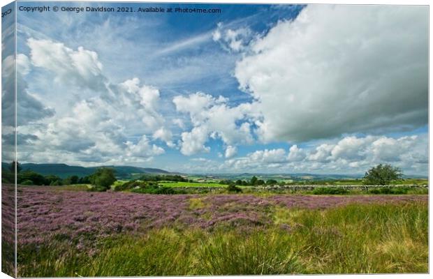 Field of Heather Canvas Print by George Davidson