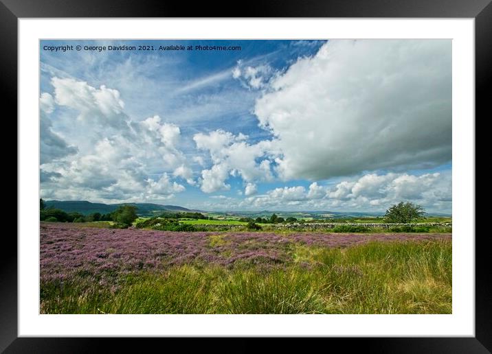 Field of Heather Framed Mounted Print by George Davidson