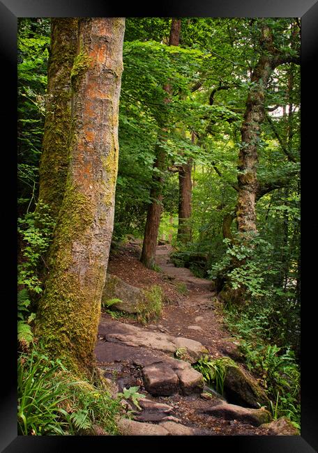 A concealed path Framed Print by David McCulloch