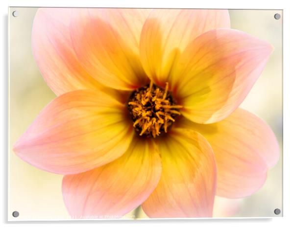 Vibrant Dahlia Bloom Acrylic by Jeremy Sage