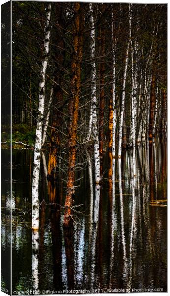 Birches and Bog Canvas Print by DiFigiano Photography