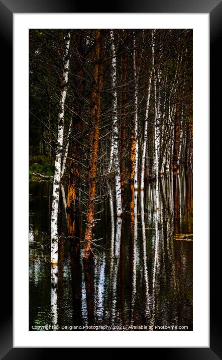 Birches and Bog Framed Mounted Print by DiFigiano Photography