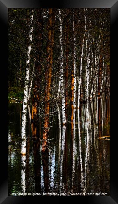 Birches and Bog Framed Print by DiFigiano Photography