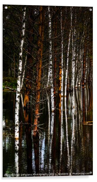 Birches and Bog Acrylic by DiFigiano Photography