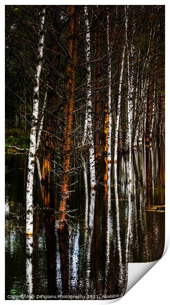 Birches and Bog Print by DiFigiano Photography