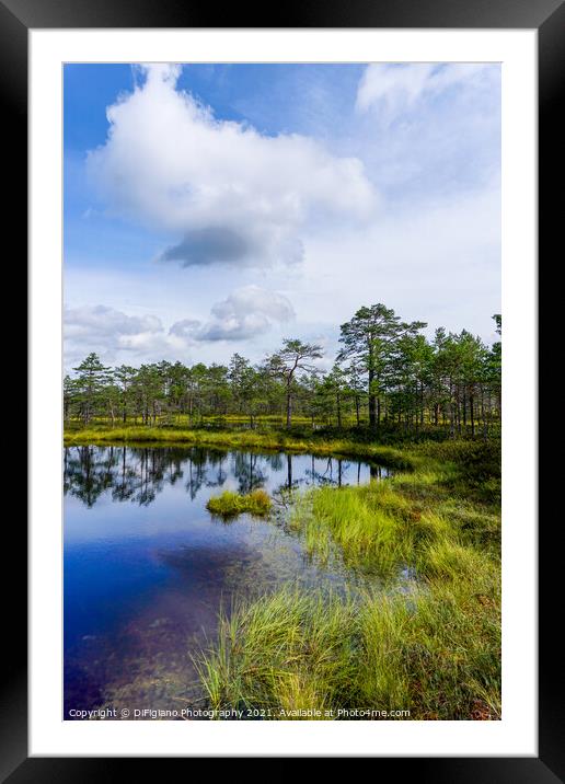 Viru Bog Framed Mounted Print by DiFigiano Photography