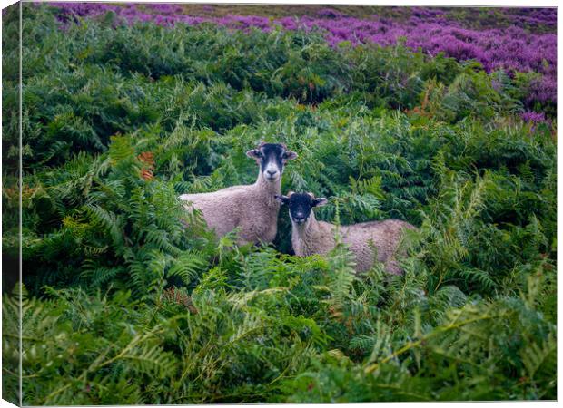 Ewe and lamb Canvas Print by gary telford