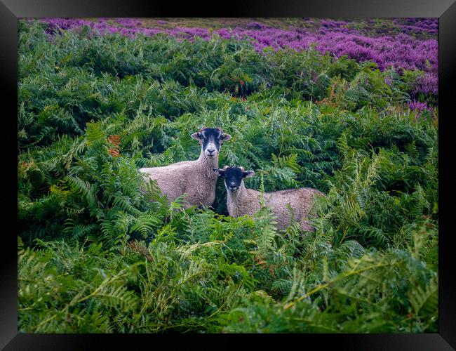 Ewe and lamb Framed Print by gary telford