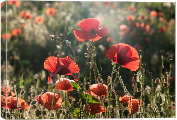 Poppies Canvas Print by Alf Damp