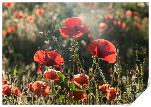 Poppies Print by Alf Damp