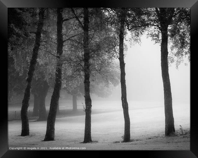 Foggy trees Framed Print by Angela H