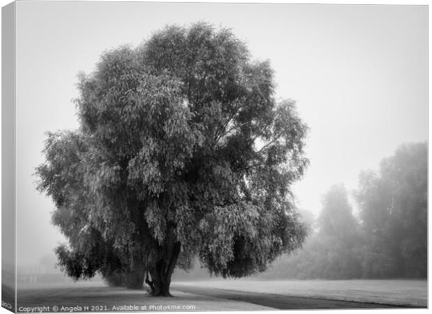 Single tree in fog Canvas Print by Angela H