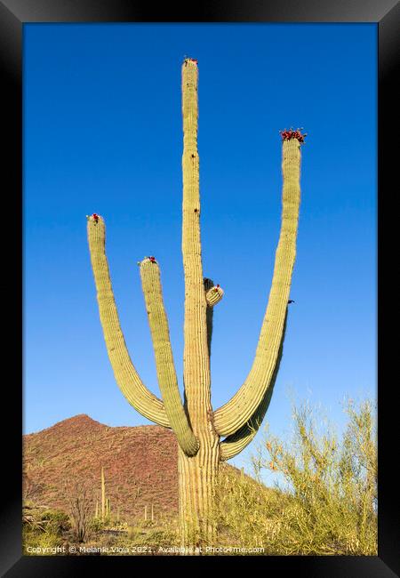 SAGUARO NATIONAL PARK Giant Saguaro  Framed Print by Melanie Viola