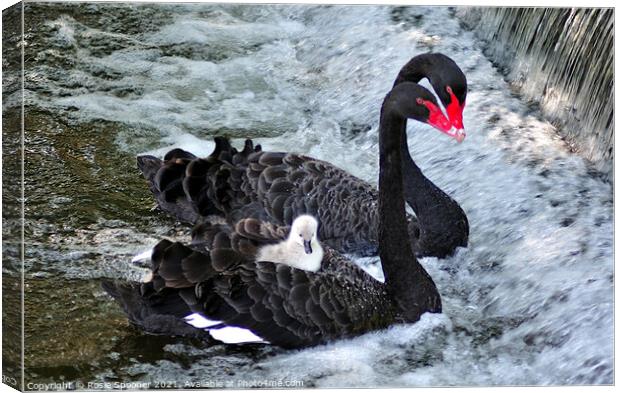 Black Swans and a cygnet taking a ride Canvas Print by Rosie Spooner