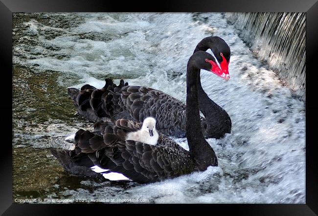 Black Swans and a cygnet taking a ride Framed Print by Rosie Spooner