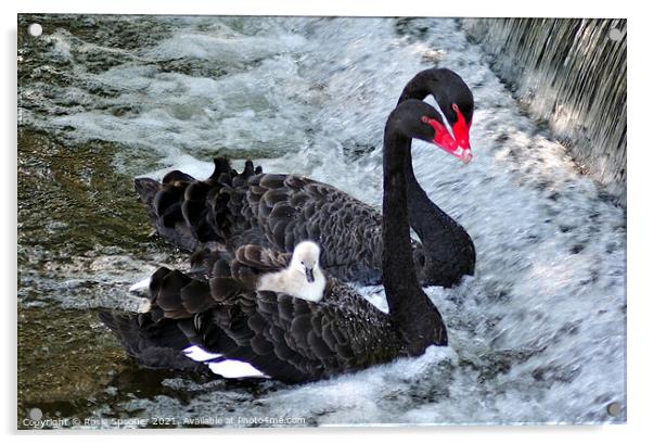 Black Swans and a cygnet taking a ride Acrylic by Rosie Spooner