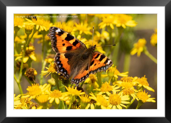  Tortoiseshell butterfly Framed Mounted Print by kathy white