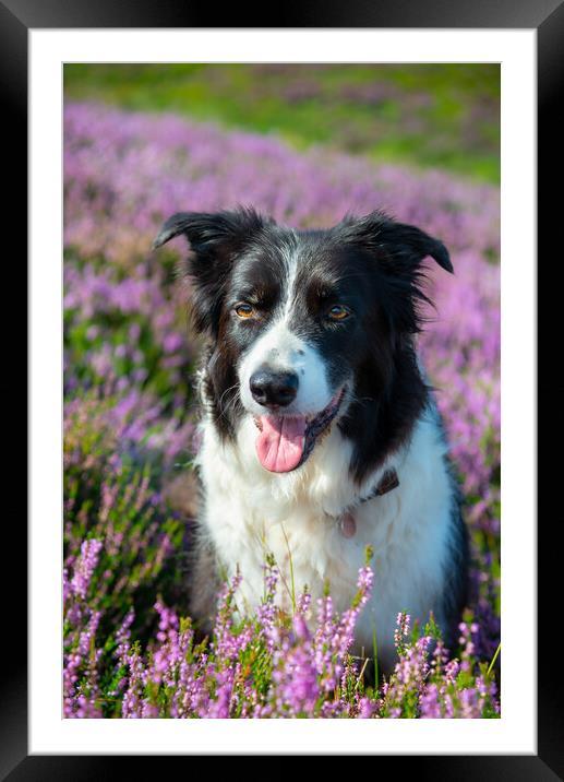 Border Collie in summer heather Framed Mounted Print by Andrew Kearton