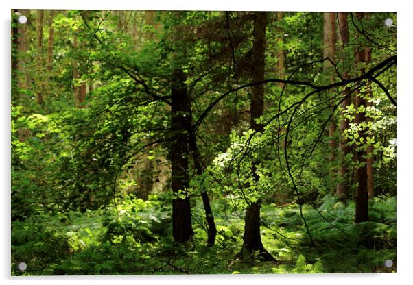 Summer woodland Acrylic by Simon Johnson