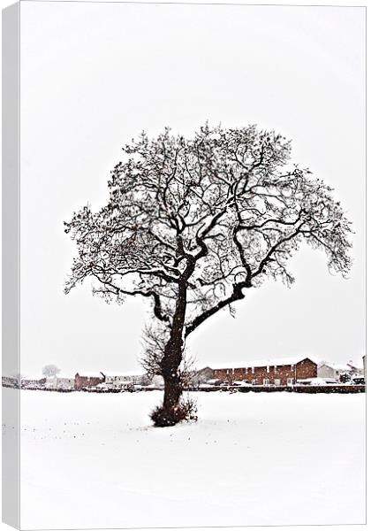Gnarled tree in the snow Canvas Print by Tom Gomez