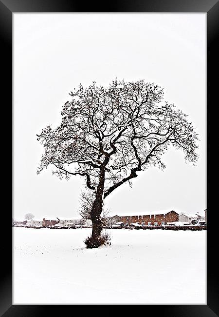 Gnarled tree in the snow Framed Print by Tom Gomez