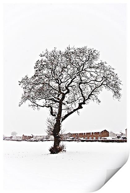 Gnarled tree in the snow Print by Tom Gomez