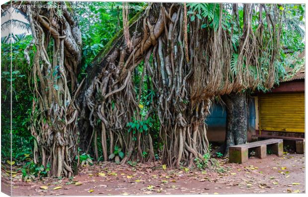 Banyan tree trunk and roots Canvas Print by Lucas D'Souza